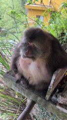 Monkey xingxing can eat everything  #monkey #monkey #xingxing #cute