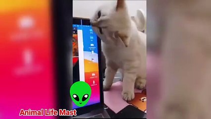 Laugh Out Loud with the Best Funny Animal Moments Ever