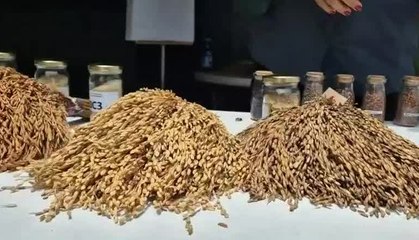 Habrá un aumento en el precio del arroz a los consumidores