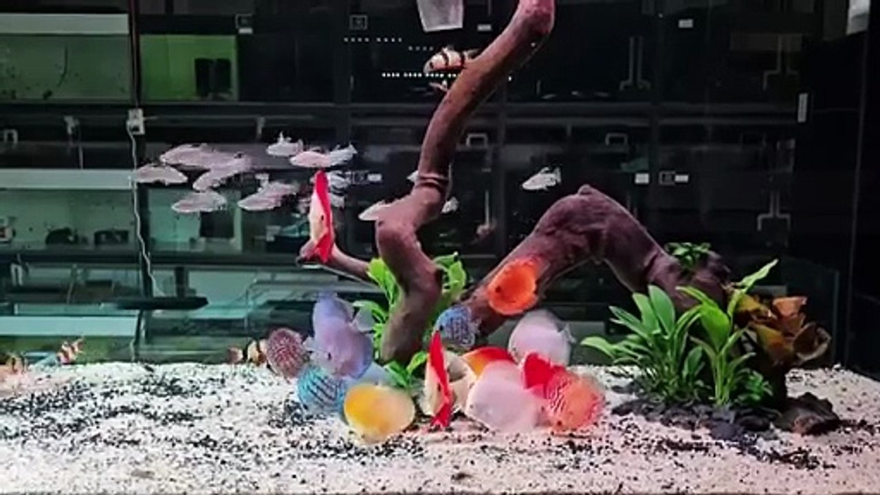 Planted aquarium 4
