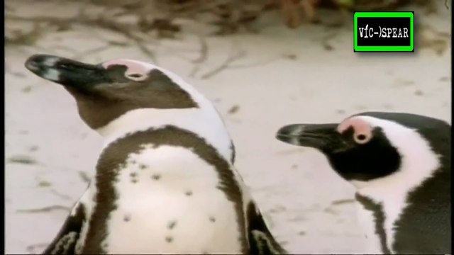 Al cuidado de la naturaleza: Tony y el pingüino del Cabo - Documental (1995) - Español Latino