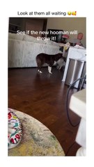 Warning: This Cat & Dog Clip Will Make You LOL 😆