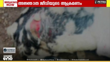 അജ്ഞാത ജീവിയുടെ ആക്രമണം; വീടുകളിലെ വളർത്തു മൃഗങ്ങളെ കൊന്നു