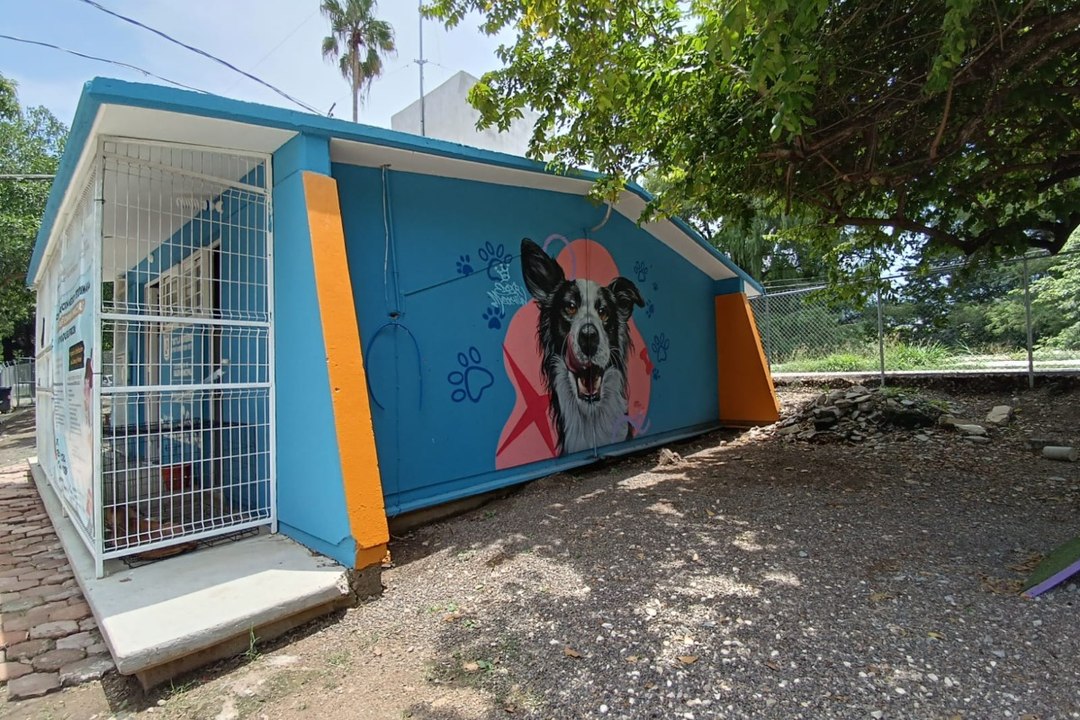 Refugios para perros: ¿por qué son la mejor opción en las zonas urbanas?