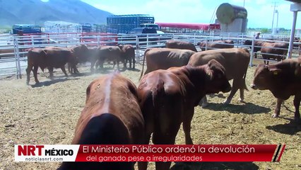 El Ministerio Público ordenó la devolución  del ganado pese a irregularidades
