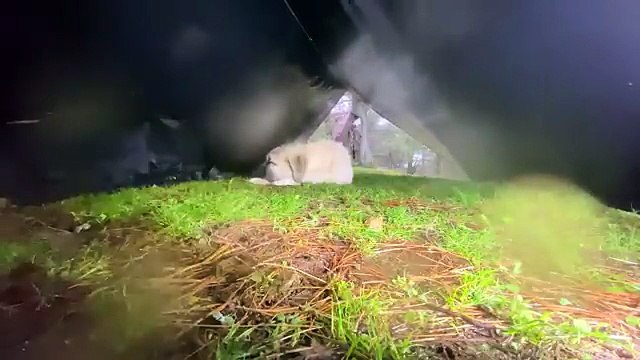 Camping in Heavy Hail,Rainstorm and Thunder ⛈️⚡ • Solo Camping in Heavy Rain with my Dog