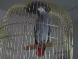 Bibiche perroquet gris du gabon parle