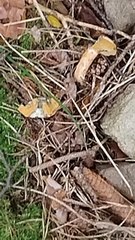 Collezione funghi ep 16