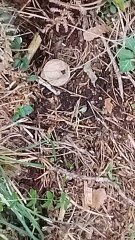 Collezione funghi ep 15