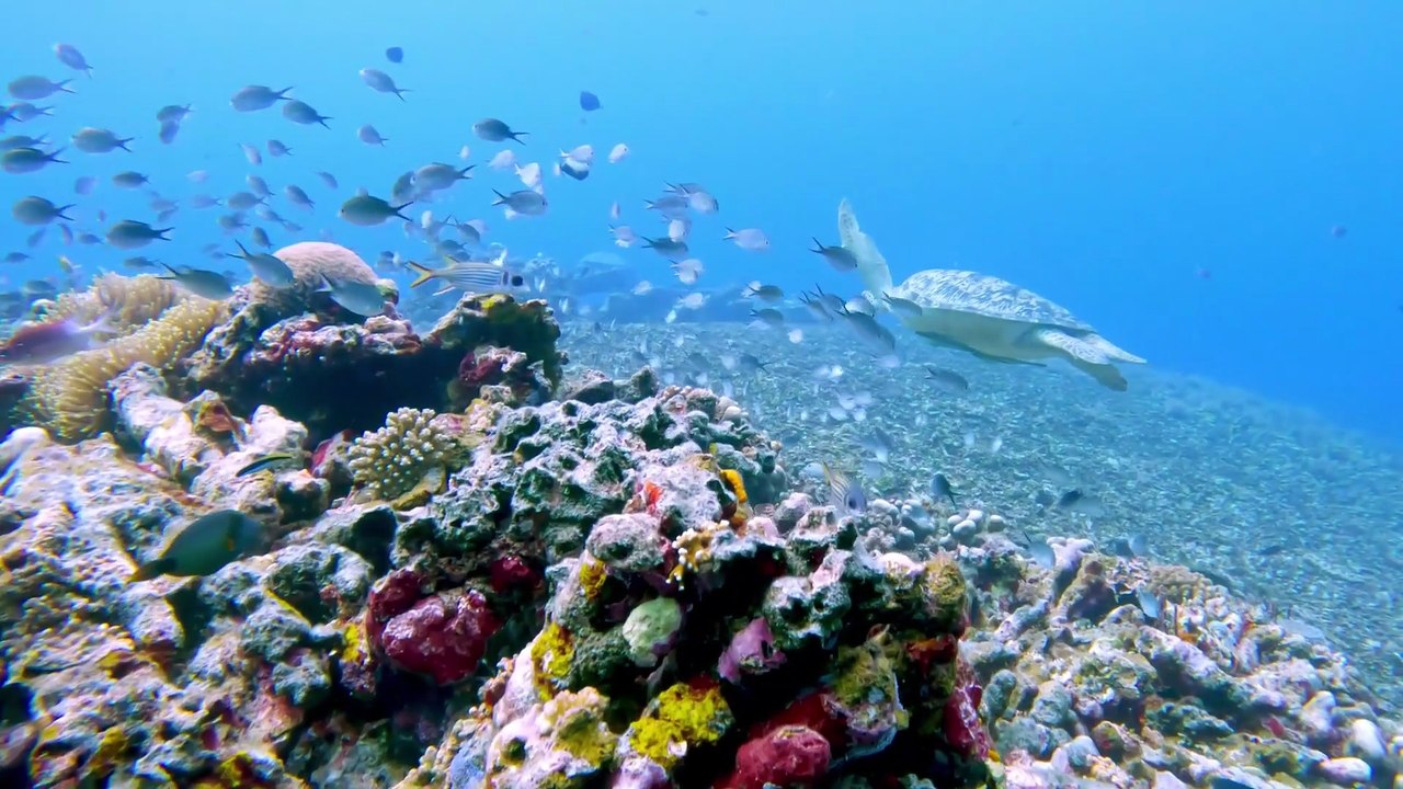 Explore Robert De Niro's Caribbean Paradise! #Caribbeanparadise #robertdeniro #NobubeachInn #barbuda