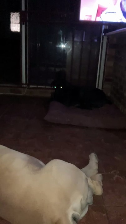 The devil in the corner🤣