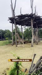 Recontre avec les girafes