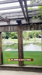 Une journée au Zoo de la flèche