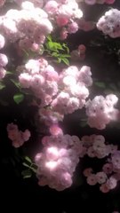 Lofi Aesthetic Nature✨❤️