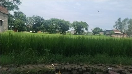 #gaon #city #america #videro #viral #viralviedo #trending