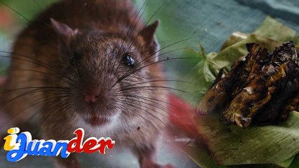 Daga, nilalantakan ng isang tribo sa Bukidnon! | I Juander