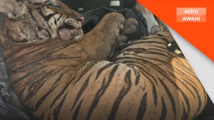 Cuba sembunyikan harimau belang dalam kereta gagal