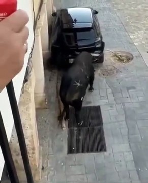 🚨🐂💥 À Tendilla (Guadalajara), un taureau furieux a chargé une voiture en pleine rue et l’a carrément déplacée de sa place ! Scène impressionnante captée en vidéo lors des fêtes locales 😱🚗🔥