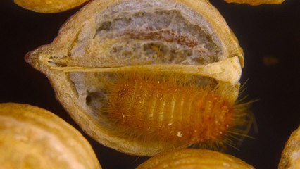 Khapra beetle found in nappies, biosecurity battle to keep exotic pest out