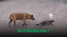 จังหวะแมวย่อง เจ้าหมาก็ย่องตาม อ้าว... นึกว่าทีมเดียวกัน