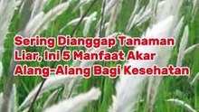 Sering Dianggap Tanaman Liar, Ini 5 Manfaat Akar Alang-Alang Bagi Kesehatan