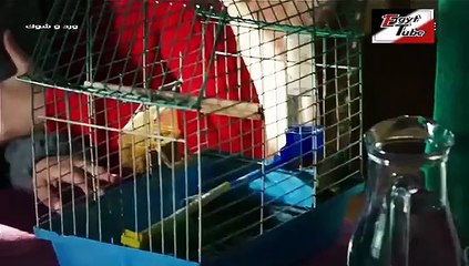 مسلسل ورد و شوك - الحلقة 97 - تركى مدبلج