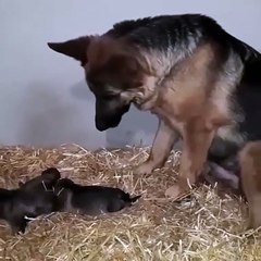 German Shepherd mom fascinated by her puppies