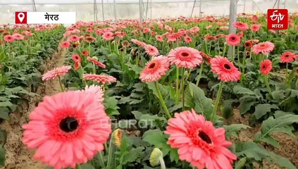 मेरठ का MBA फूल वाला; नौकरी छोड़ फूलों से महकाई जिंदगी, गांव में रहकर कमा रहे 15 लाख