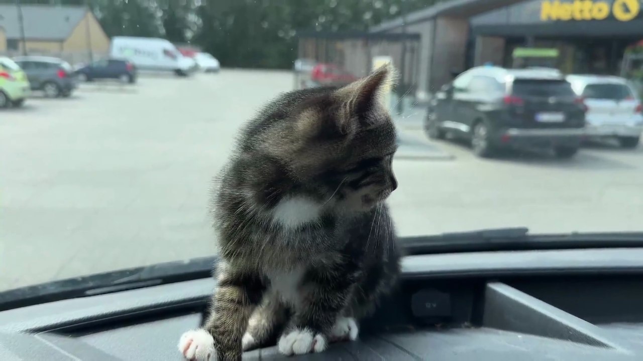 KLIP 3 | TV-hold måtte afbryde interview for at redde killing | 4 klip i alt | 2025 | TV2 NORD