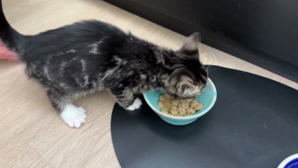 KLIP 4 | TV-hold måtte afbryde interview for at redde killing | 4 klip i alt | 2025 | TV2 NORD