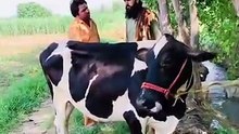 Daroghjan_Saodagar_😂___Pashto_New_Funny_Video_2025Daroghjan_Saodagar_😂___Pashto_New_Funny_Video_2025..._See_more(360p)