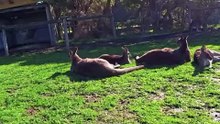 Kangaroos are relaxing chilling | only in Australia 🇦🇺