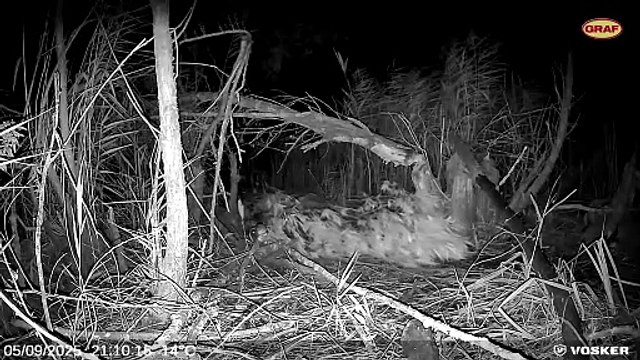 Beaver kits born at Nene Wetlands nature reserve in Northamptonshire