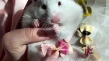Os animais mais fofos do mundo N•420