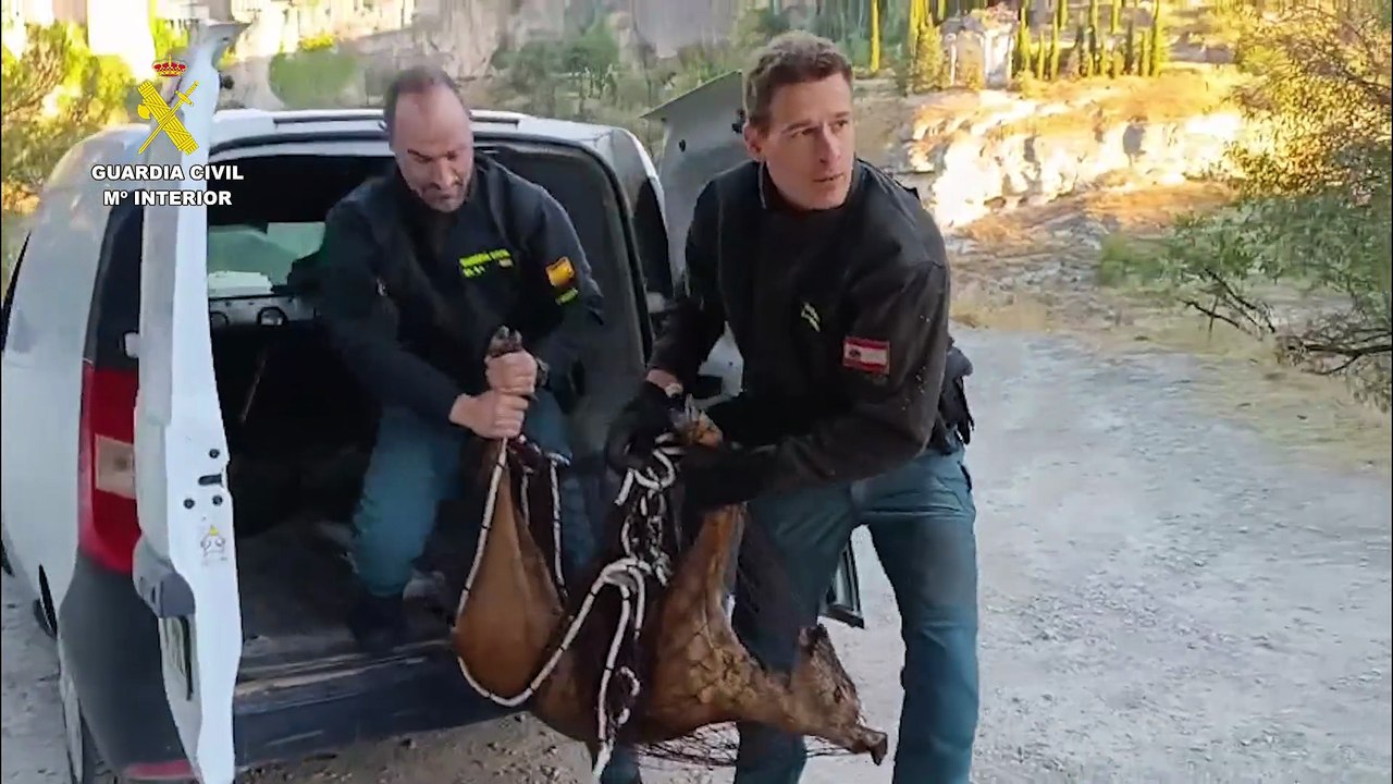 Rescatada una hembra corzo atrapada en una finca del casco histórico