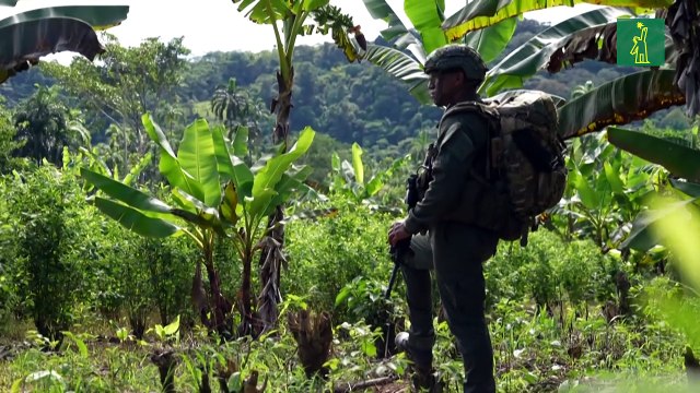 EE. UU. quita certificación de aliado antidrogas a Colombia, el mayor productor de cocaína