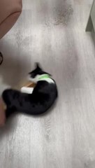 Playful Cat Rides on Cleaning Brush as Woman Spins It
