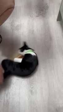 Playful Cat Rides on Cleaning Brush as Woman Spins It