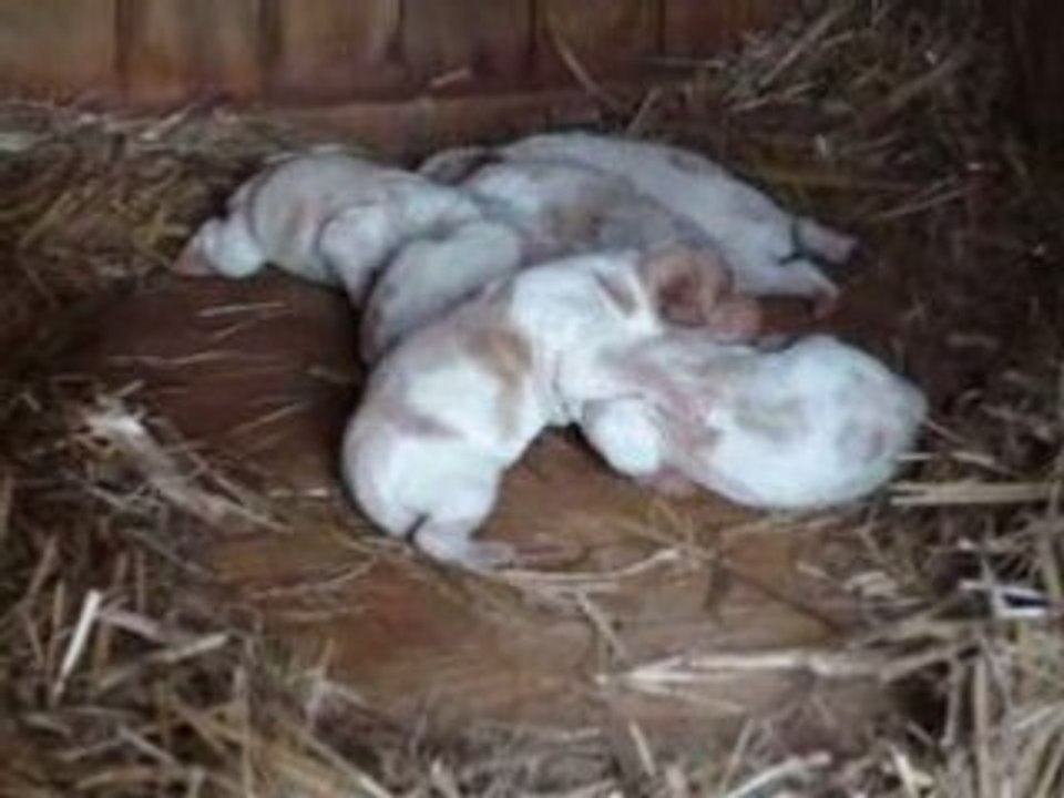 petit chien du 17 mai 2008