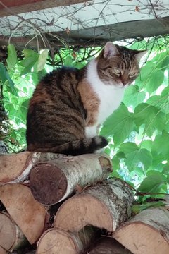 Seventeen & Stunning: The Cat Who Defies Time! 🌟😻#shorts #funnycats #cutecats #cats #fyp #beauty #funny #viralcats