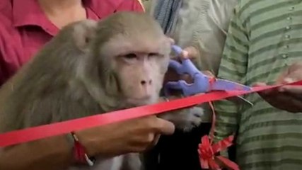 बीमार जानवरों के लिए बना आश्रम, बंदरिया ने काटा फीता