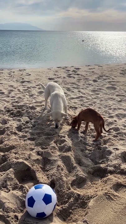 Cute Curious Dog