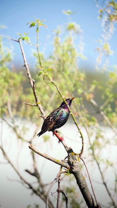 Bird nature animal