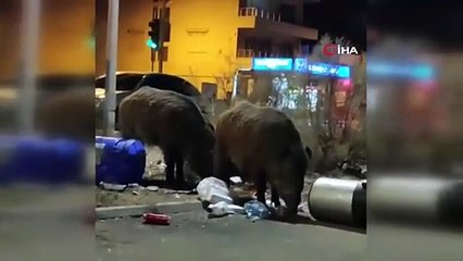 Balçova’da çöplere dadanan domuzlar iri cüsseleriyle şaşırttı