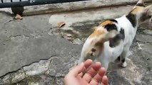 A pregnant stray cat got upset and bit my hand when I touched her belly