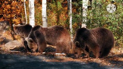Os animais mais fofos do mundo N•427