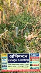 राजसमंद जिले में कुंभलगढ़ के कड़िया में निचली भागल में खेत में सुअर के समूह ने तबाह की फसलें #jaivardhannews #todaynews #kumbhalgarhnews