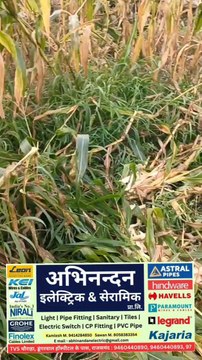 राजसमंद जिले में कुंभलगढ़ के कड़िया में निचली भागल में खेत में सुअर के समूह ने तबाह की फसलें #jaivardhannews #todaynews #kumbhalgarhnews