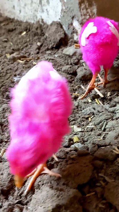 baby chicks video | colorful chicks video | #trending #shorts #chicks #cuteanimals