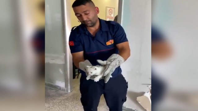 Otogarda duvara sıkışan yavru kediyi itfaiye kurtardı; işte o anlar!